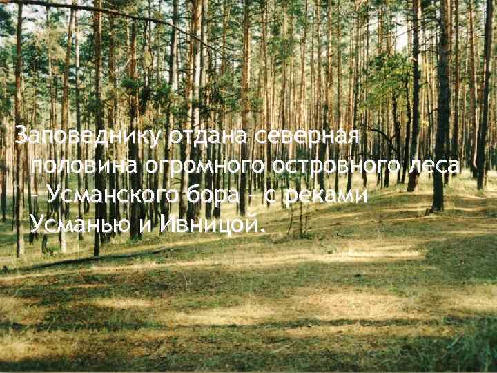 Заповеднику отдана северная половина огромного островного леса – Усманского бора – с реками Усманью