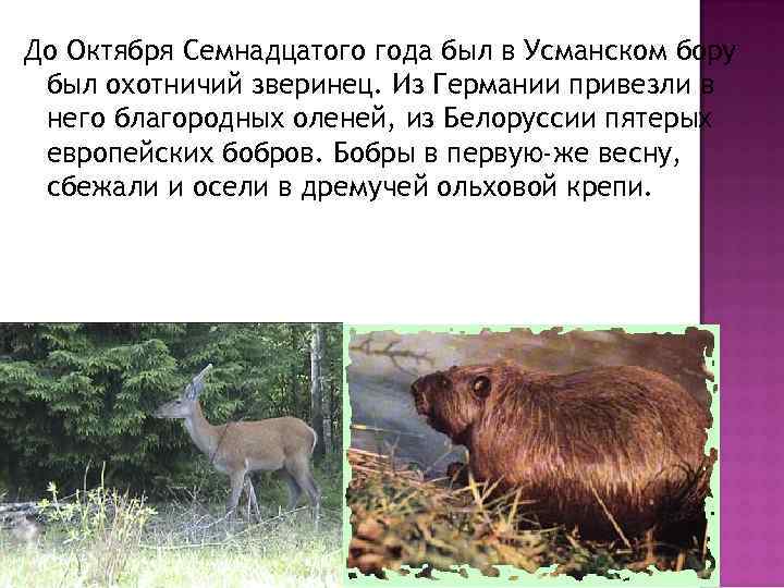 До Октября Семнадцатого года был в Усманском бору был охотничий зверинец. Из Германии привезли