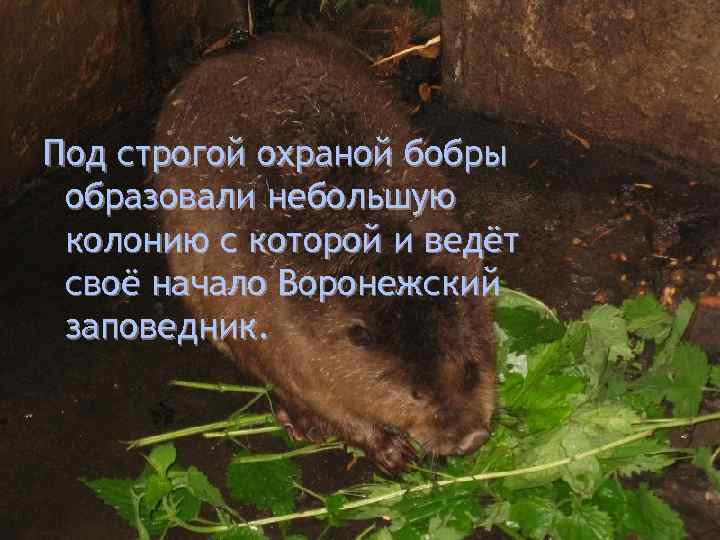 Под строгой охраной бобры образовали небольшую колонию с которой и ведёт своё начало Воронежский