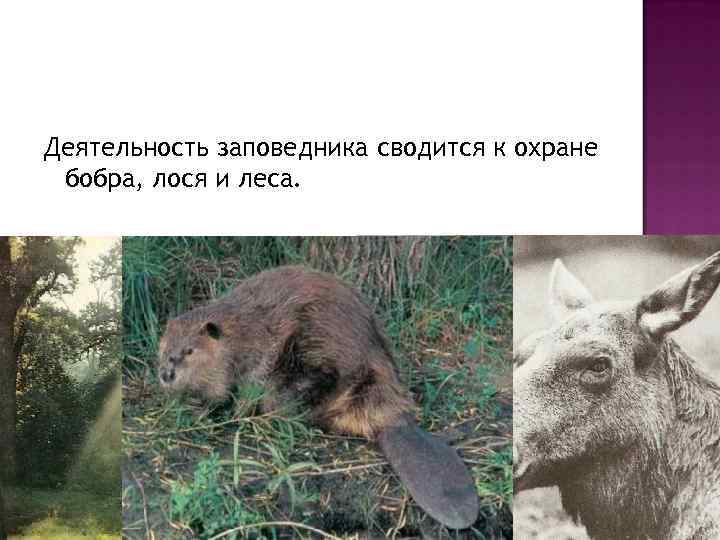 Деятельность заповедника сводится к охране бобра, лося и леса. 