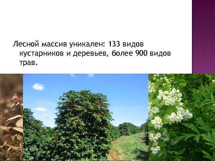 Лесной массив уникален: 133 видов кустарников и деревьев, более 900 видов трав. 