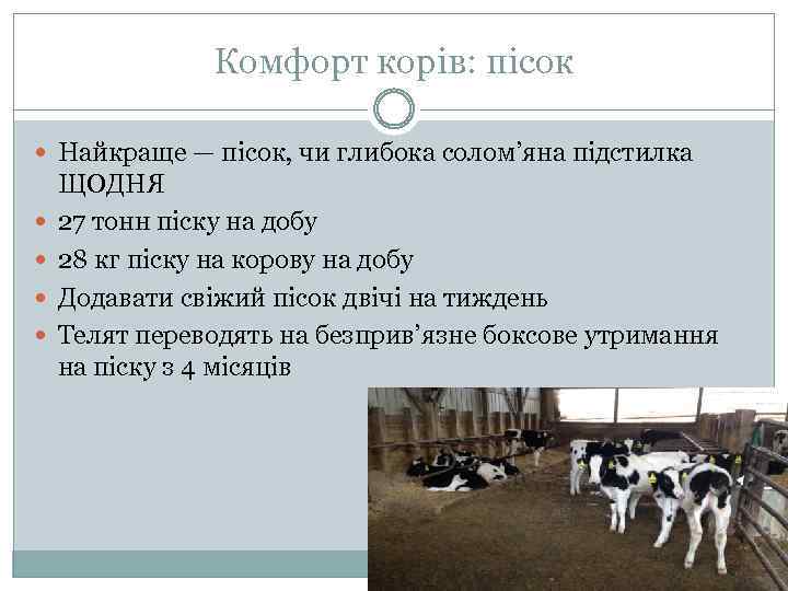 Комфорт корів: пісок Найкраще — пісок, чи глибока солом’яна підстилка ЩОДНЯ 27 тонн піску