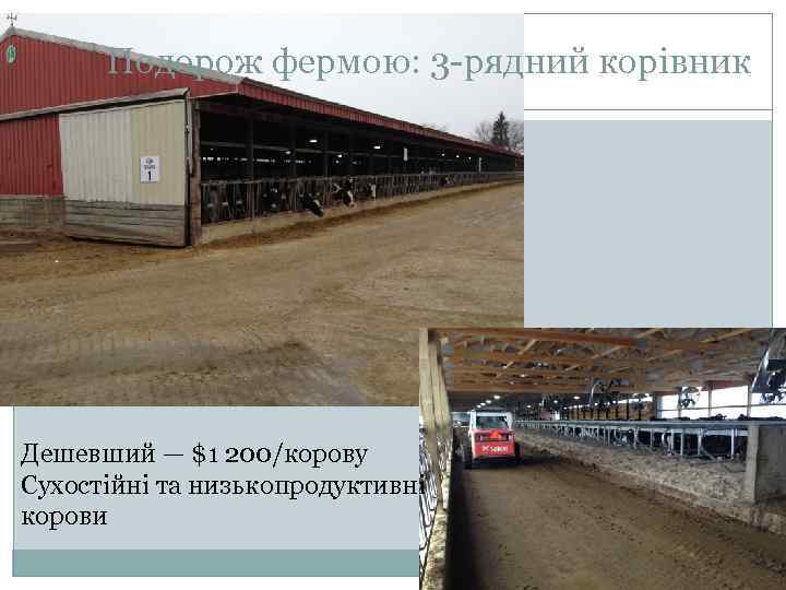 Подорож фермою: 3 -рядний корівник Дешевший — $1 200/корову Сухостійні та низькопродуктивні корови 
