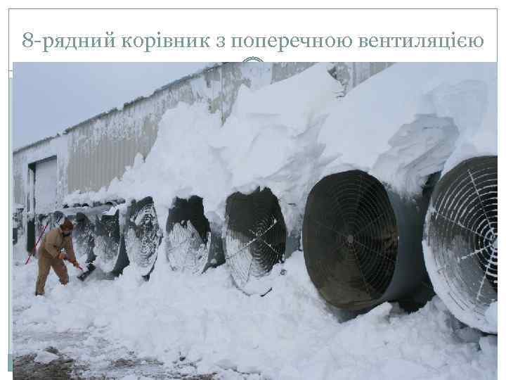8 -рядний корівник з поперечною вентиляцією 