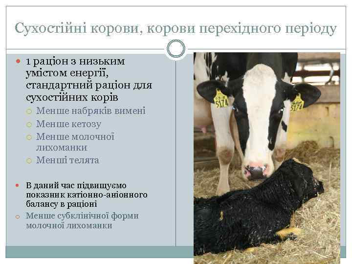 Сухостійні корови, корови перехідного періоду 1 раціон з низьким умістом енергії, стандартний раціон для