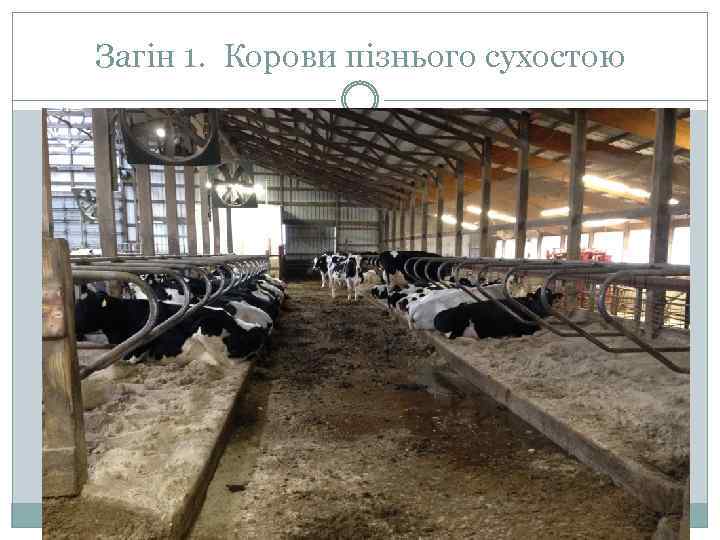 Загін 1. Корови пізнього сухостою 