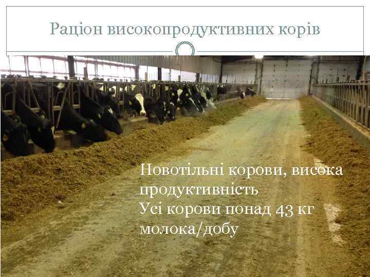 Раціон високопродуктивних корів Новотільні корови, висока продуктивність Усі корови понад 43 кг молока/добу 