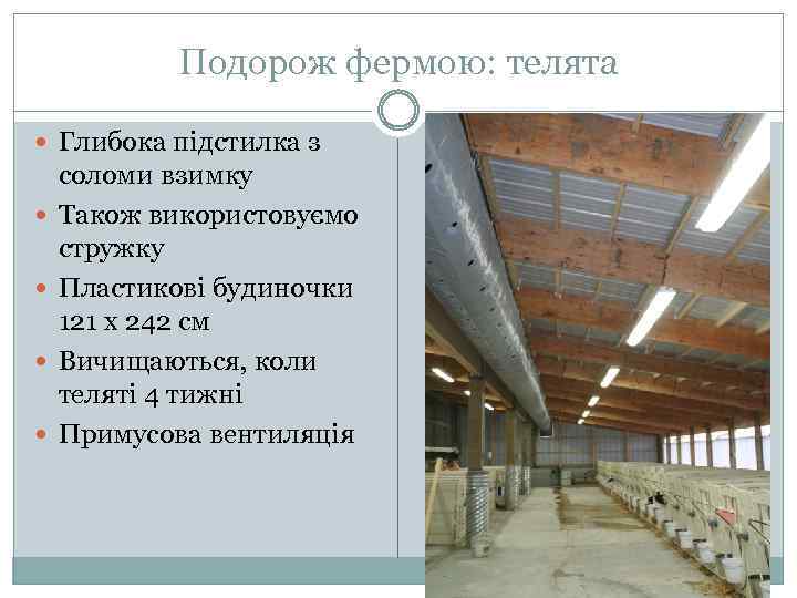 Подорож фермою: телята Глибока підстилка з соломи взимку Також використовуємо стружку Пластикові будиночки 121
