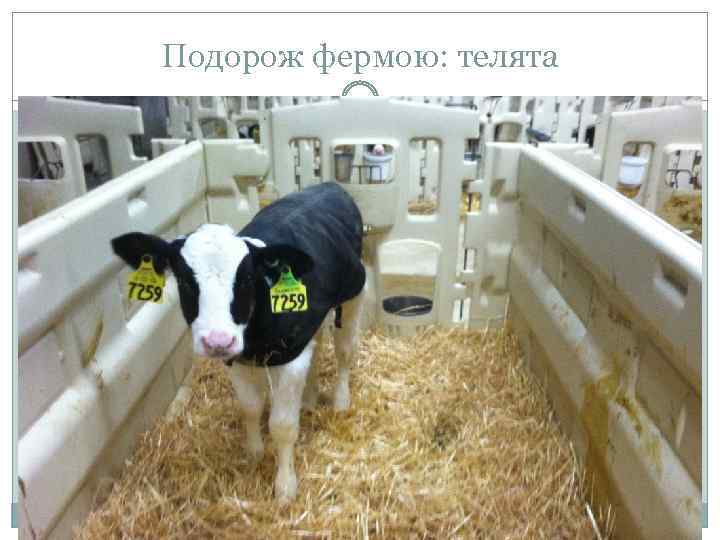 Подорож фермою: телята 