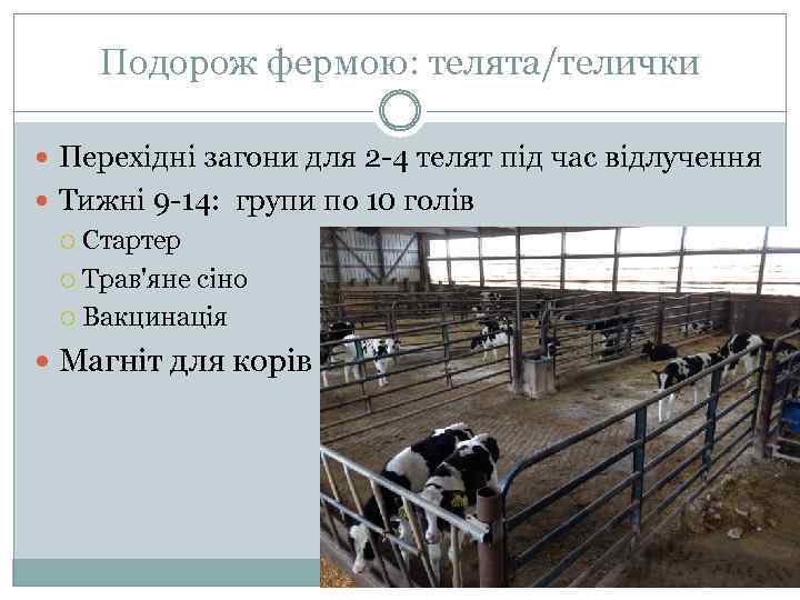 Подорож фермою: телята/телички Перехідні загони для 2 -4 телят під час відлучення Тижні 9