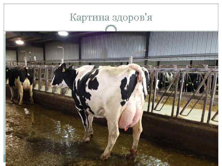 Картина здоров'я 