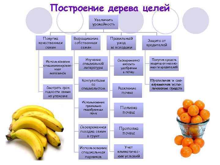 Построение дерева целей Увеличить урожайность Покупка качественных семян Использование специализированных магазинов Смотреть срок годности