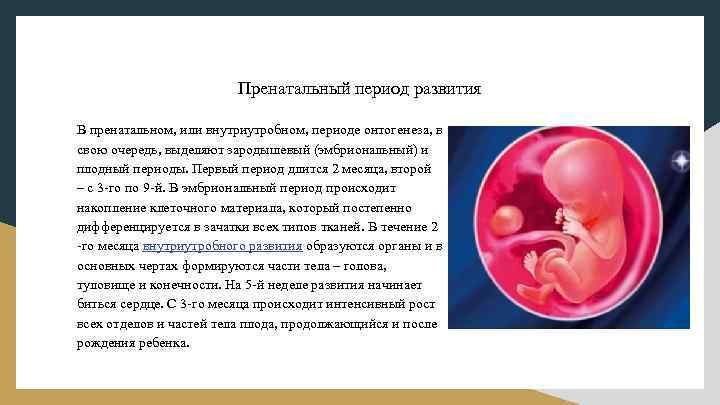 Пренатальный период развития В пренатальном, или внутриутробном, периоде онтогенеза, в свою очередь, выделяют зародышевый