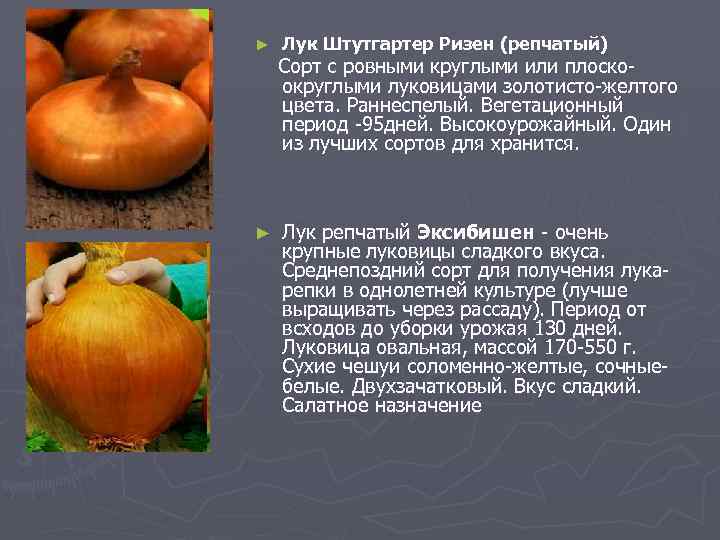 ► ► Лук Штутгартер Ризен (репчатый) Сорт с ровными круглыми или плоскоокруглыми луковицами золотисто-желтого