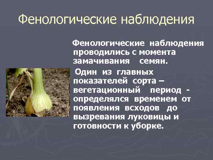 Фенологические наблюдения проводились с момента замачивания семян. Один из главных показателей сорта – вегетационный