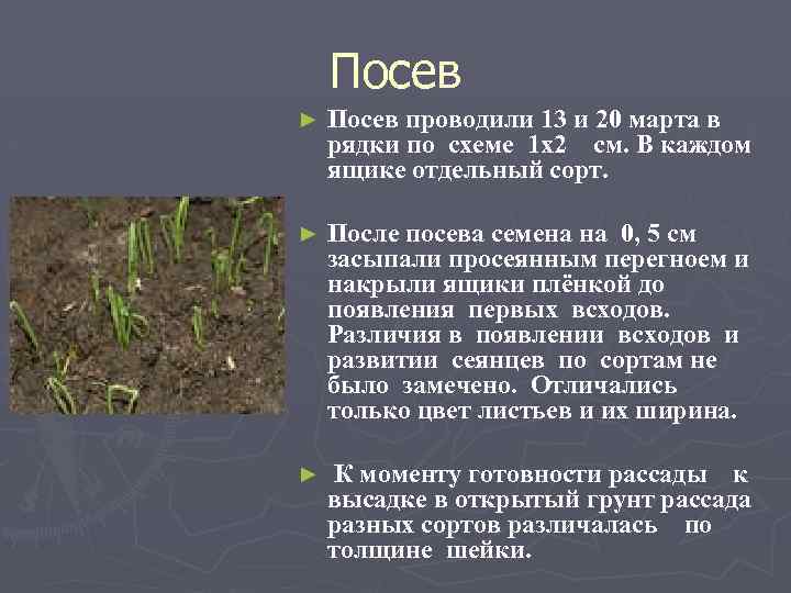 Посев ► Посев проводили 13 и 20 марта в рядки по схеме 1 х2