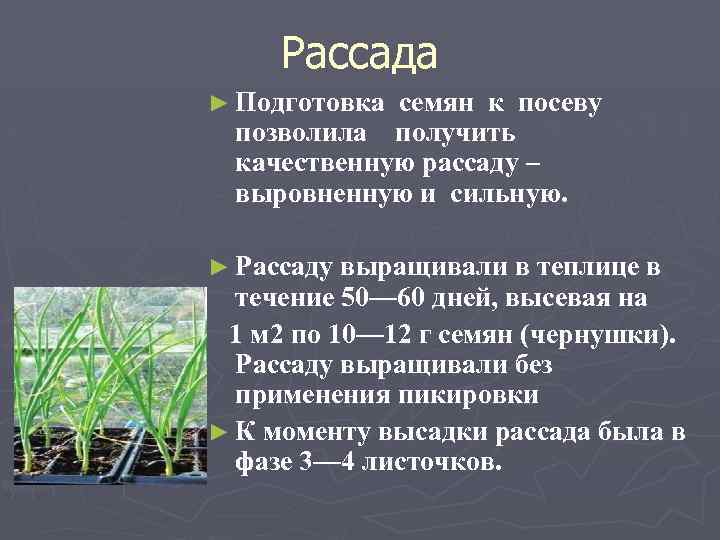 Рассада ► Подготовка семян к посеву позволила получить качественную рассаду – выровненную и сильную.