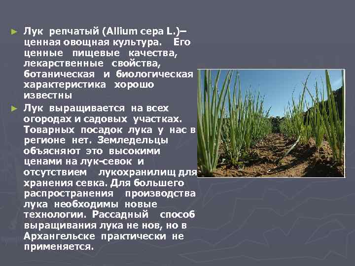 Лук репчатый (Allium cepa L. )– ценная овощная культура. Его ценные пищевые качества, лекарственные