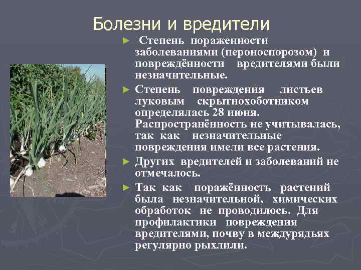 Болезни и вредители Степень пораженности заболеваниями (пероноспорозом) и повреждённости вредителями были незначительные. ► Степень