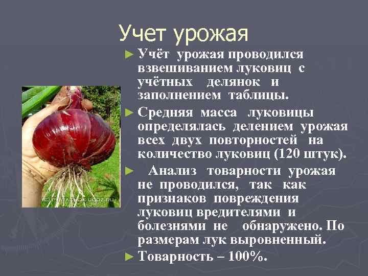 Учет урожая ► Учёт урожая проводился взвешиванием луковиц с учётных делянок и заполнением таблицы.
