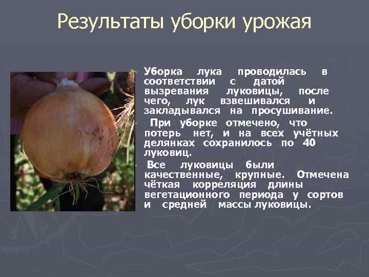 Результаты уборки урожая Уборка лука проводилась в соответствии с датой вызревания луковицы, после чего,