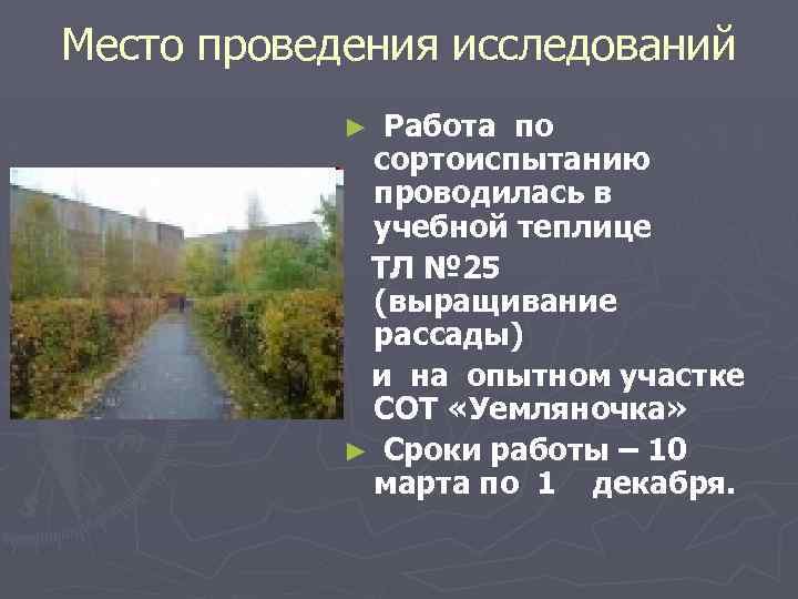 Место проведения исследований Работа по сортоиспытанию проводилась в учебной теплице ТЛ № 25 (выращивание
