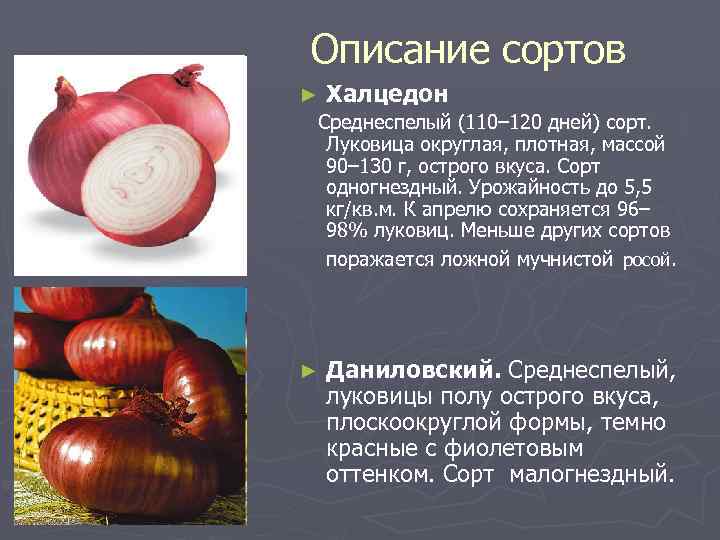 Описание сортов ► Халцедон Среднеспелый (110– 120 дней) сорт. Луковица округлая, плотная, массой 90–