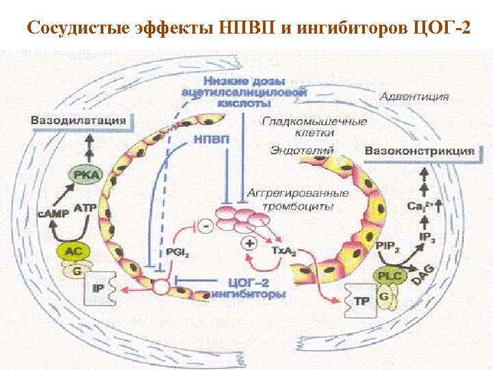 Сосудистые эффекты НПВП и ингибиторов ЦОГ-2 