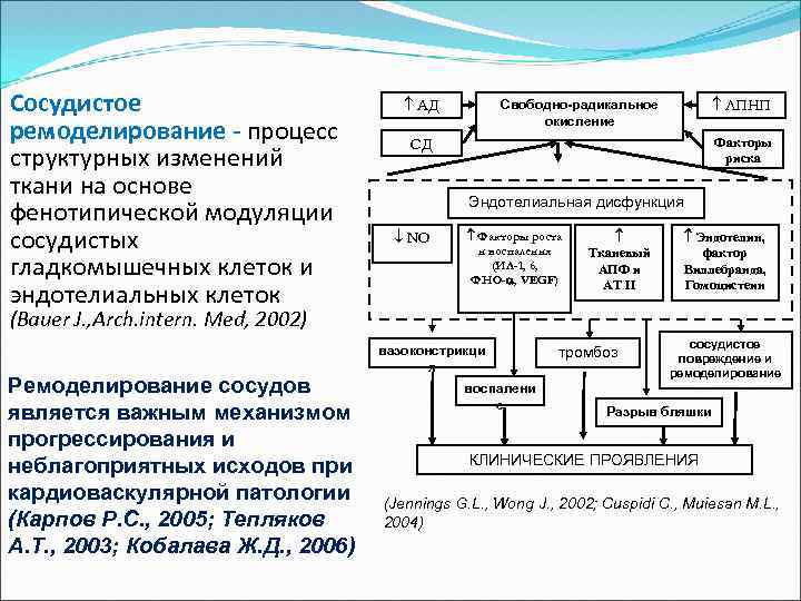 Сосудистое ремоделирование - процесс структурных изменений ткани на основе фенотипической модуляции сосудистых гладкомышечных клеток