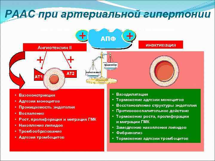 РААС при артериальной гипертонии Ангиотензин I + АПФ Ангиотензин II + AT 1 •
