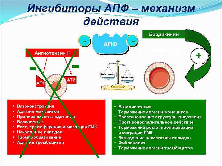 Ингибиторы АПФ – механизм действия Ангиотензин II - AT 1 • • - -