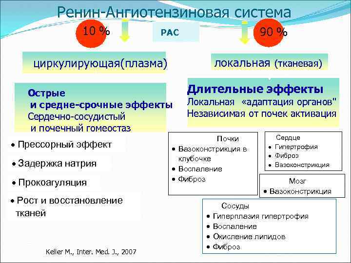 Ренин-Ангиотензиновая система 10 % локальная (тканевая) циркулирующая(плазма) Острые и средне-срочные эффекты Сердечно-сосудистый и почечный