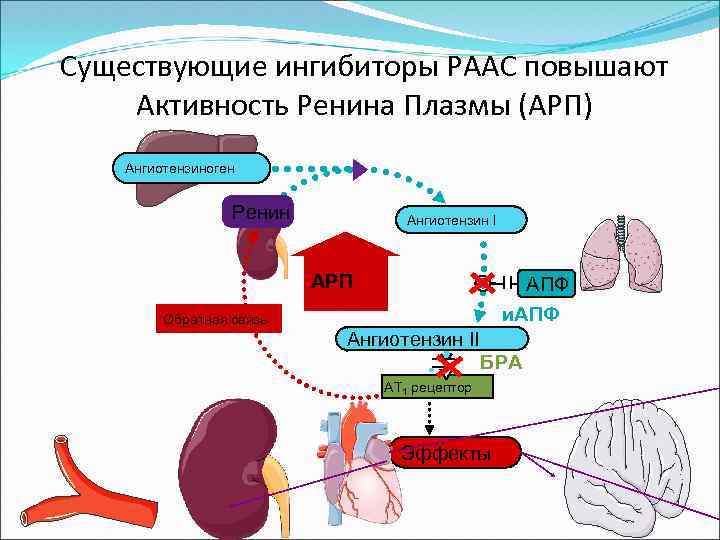 Активность ренина плазмы