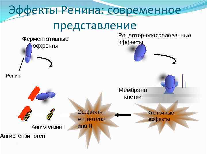 Эффекты Ренина: современное представление Рецептор-опосредованные эффекты Ферментативные эффекты Ренин Мембрана клетки Ангиотензин I Ангиотензиноген