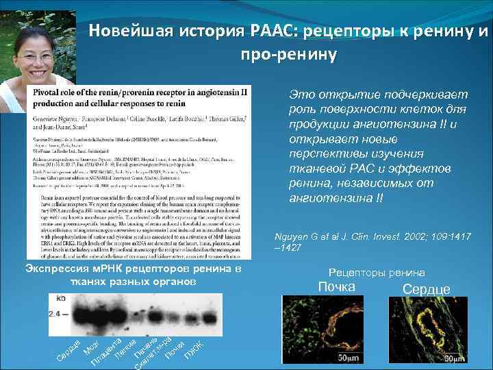 Новейшая история РААС: рецепторы к ренину и про-ренину Это открытие подчеркивает роль поверхности клеток