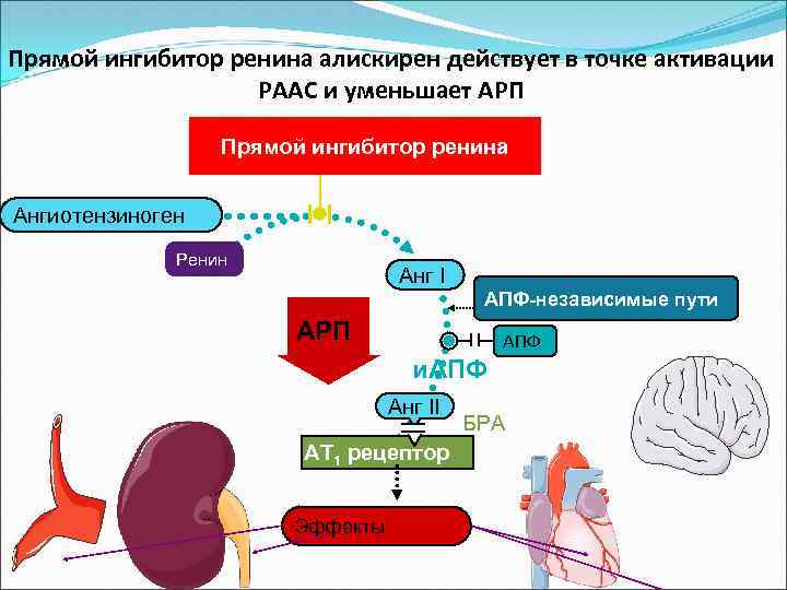 Прямой ингибитор ренина алискирен действует в точке активации РААС и уменьшает АРП Прямой ингибитор