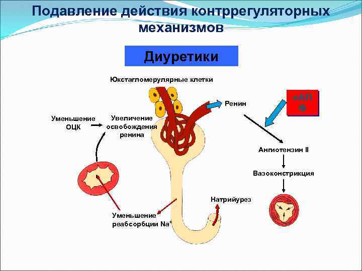 Подавление действия контррегуляторных механизмов Диуретики Юкстагломерулярные клетки Ренин Уменьшение ОЦК и. АП Ф Увеличение