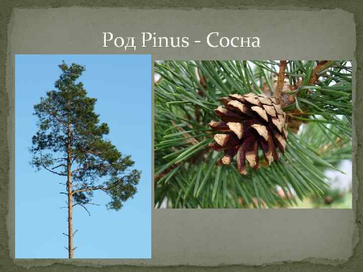 Род Pinus - Сосна 