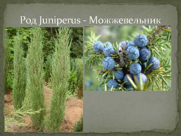 Род Juniperus - Можжевельник 