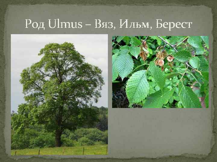 Род Ulmus – Вяз, Ильм, Берест 