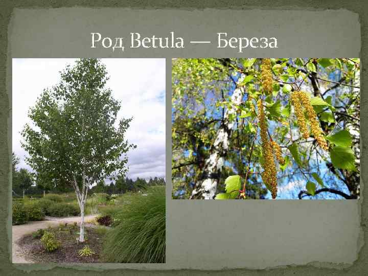 Род Betula — Береза 