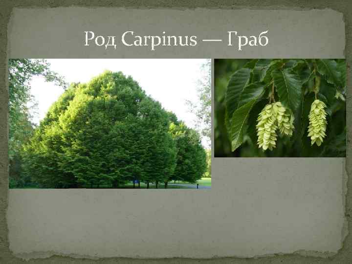 Род Carpinus — Граб 