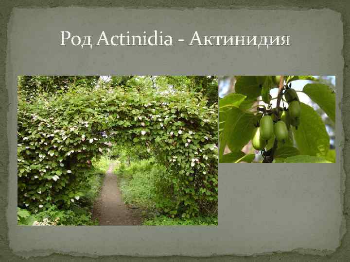 Род Actinidia - Актинидия 