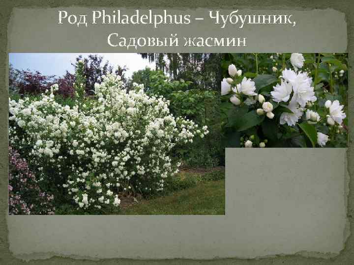 Род Philadelphus – Чубушник, Садовый жасмин 