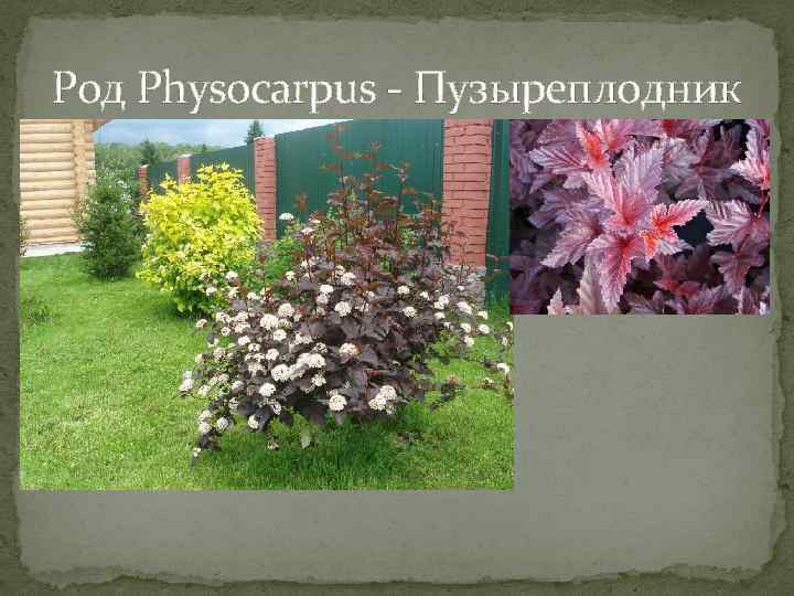 Род Physocarpus - Пузыреплодник 