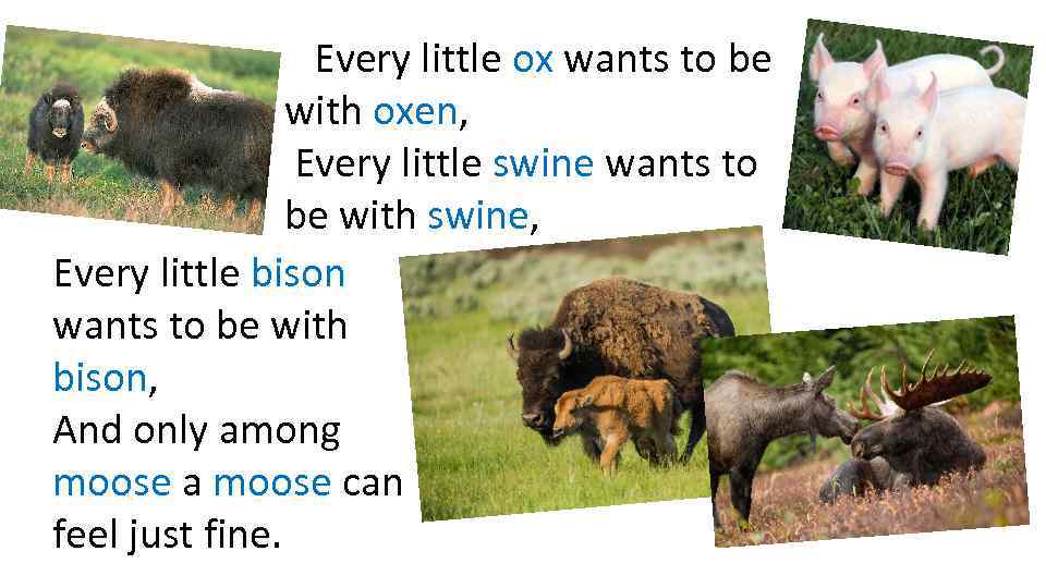 Every little ox wants to be with oxen, Every little swine wants to be