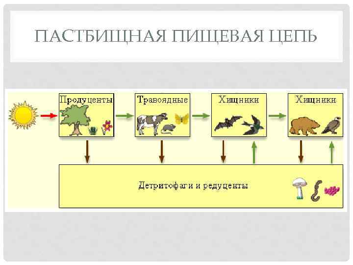 ПАСТБИЩНАЯ ПИЩЕВАЯ ЦЕПЬ 