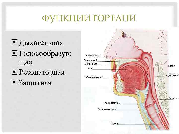 ФУНКЦИИ ГОРТАНИ Дыхательная Голосообразую щая Резонаторная Защитная 