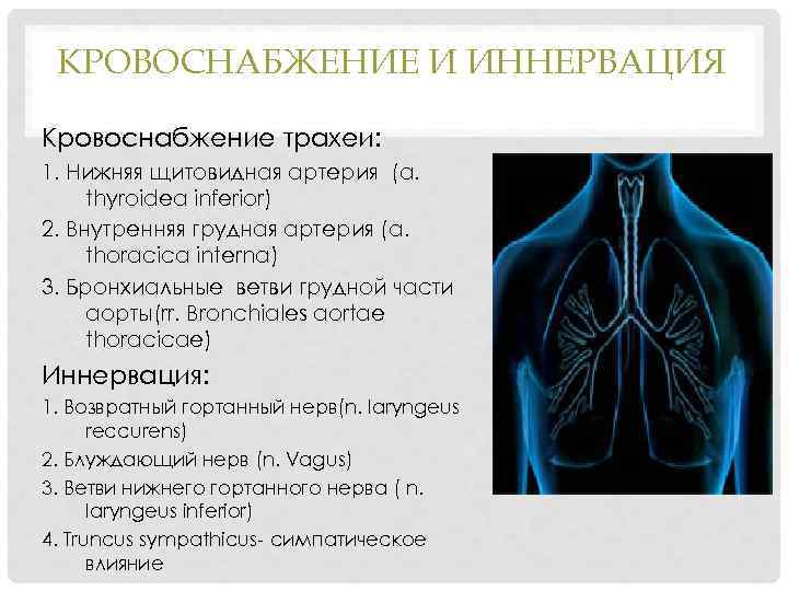 КРОВОСНАБЖЕНИЕ И ИННЕРВАЦИЯ Кровоснабжение трахеи: 1. Нижняя щитовидная артерия (a. thyroidea inferior) 2. Внутренняя