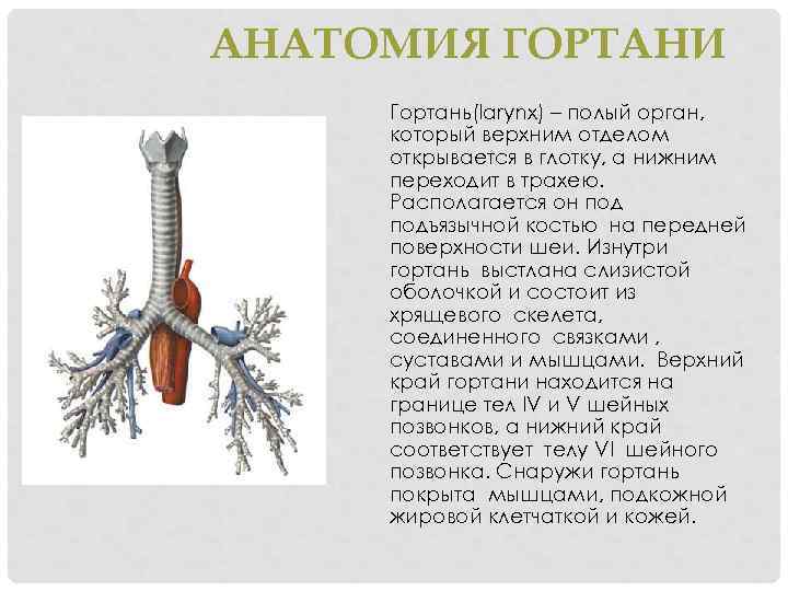 Трахеи симптомы и лечение. Трахея изнутри выстлана.